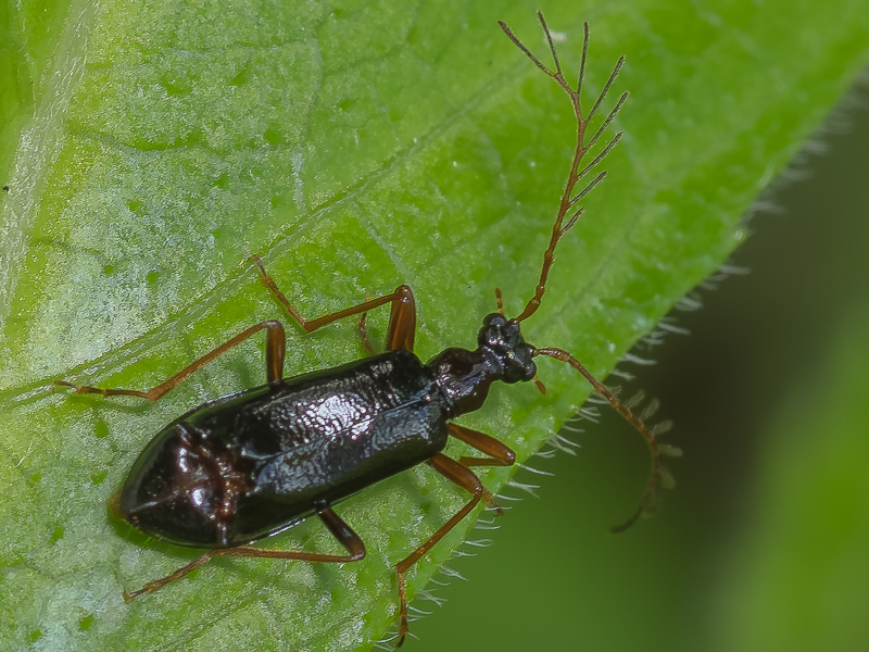 オカモトツヤアナハネムシ / Pedilus okamotoi (Kôno, 1935)