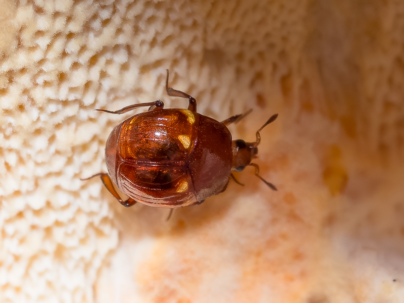 キノコアカマルエンマムシ / Notodoma fungorum Lewis, 1884