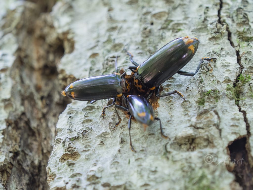 オオキノコムシ / Encaustes cruenta praenobilis Lewis, 1883