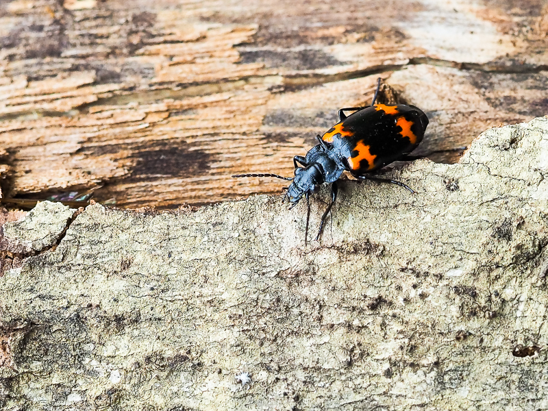 キノコゴミムシ / Lioptera erotyloides Bates, 1883