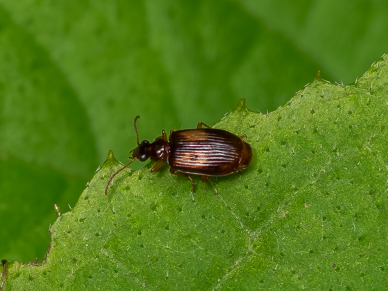 フタホシアトキリゴミムシ / Lebia (Poecilothais) bifenestrata Morawitz, 1862