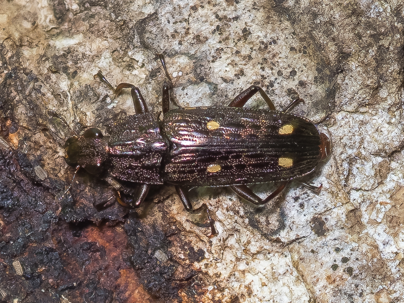 ムナビロオオキスイ / Helota fulviventris Kolbe, 1886