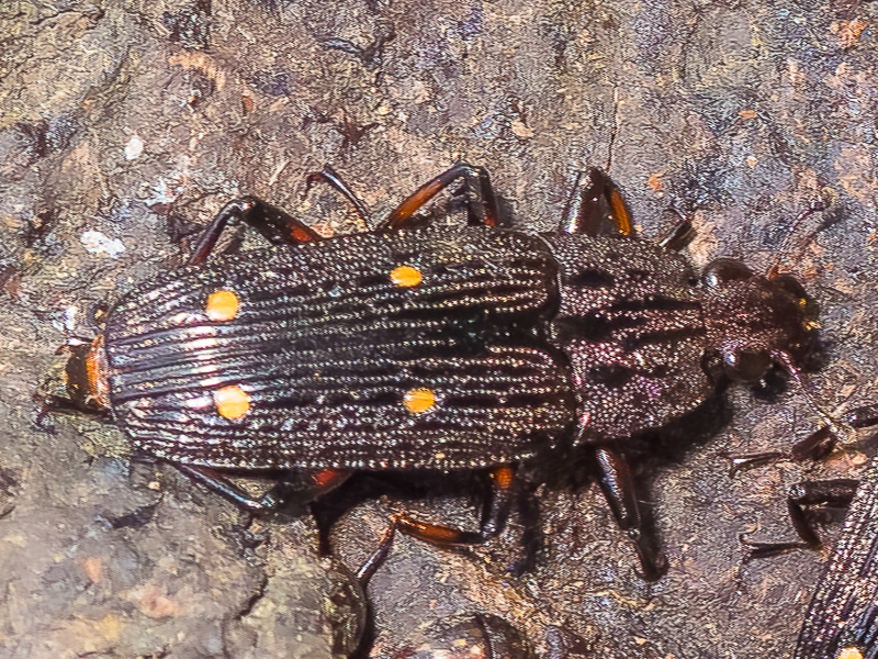ヨツボシオオキスイ / Helota gemmata Gorham, 1874