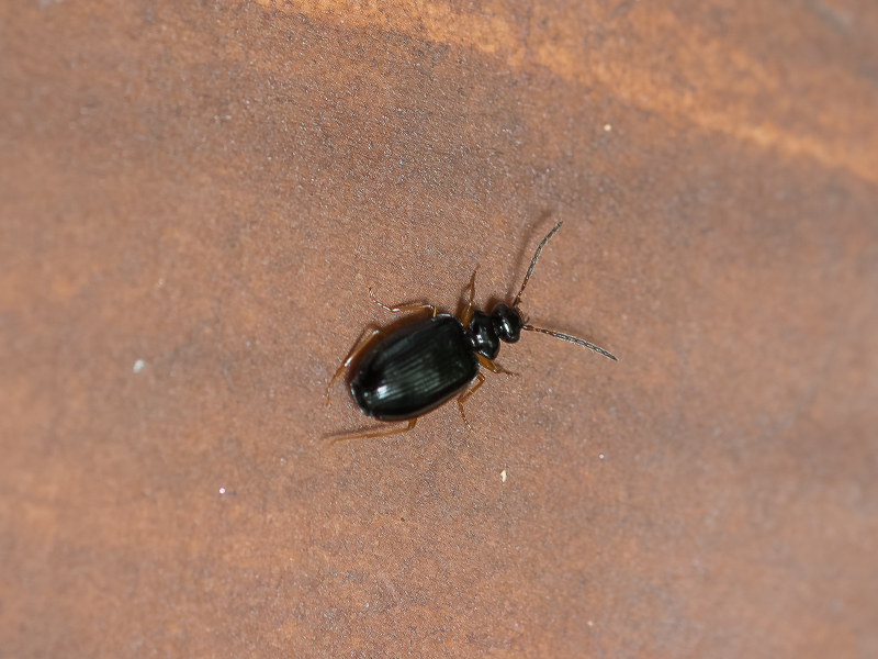 クロツブゴミムシ / Pentagonica subcordicollis Bates, 1873