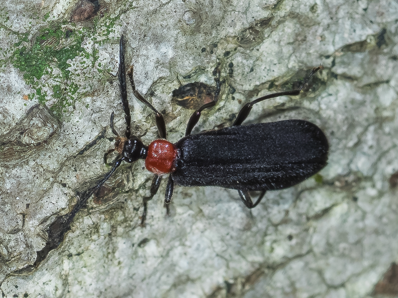 ムネアカクロアカハネムシ / Pseudopyrochroa atripennis (Lewis, 1887)