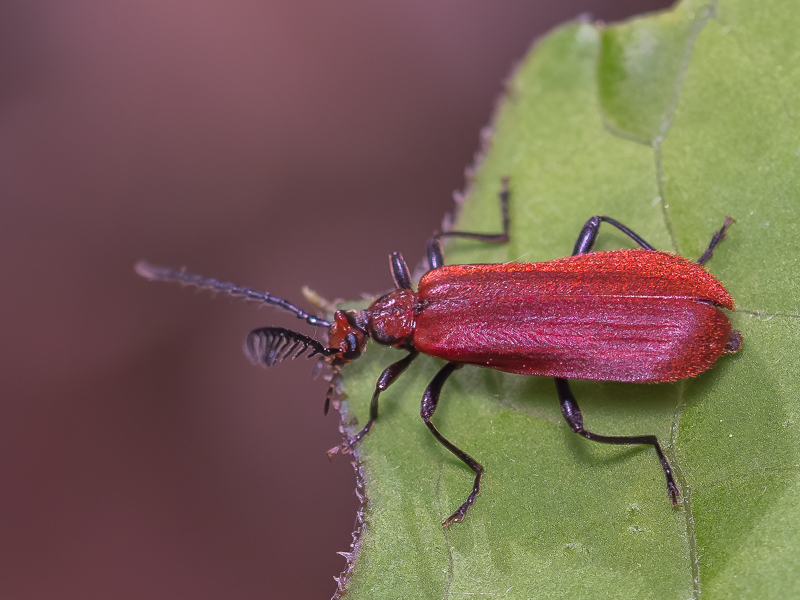 オニアカハネムシ / Pseudopyrochroa japonica (Heyden, 1879)