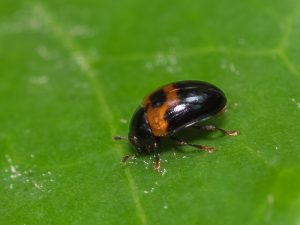 マエグロチビオオキノコ / Tritoma centralis (Lewis, 1887)