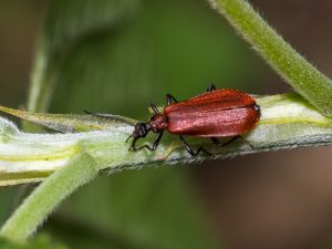ヒメアカハネムシ / Pseudopyrochroa rufula (Motschulsky, 1866)