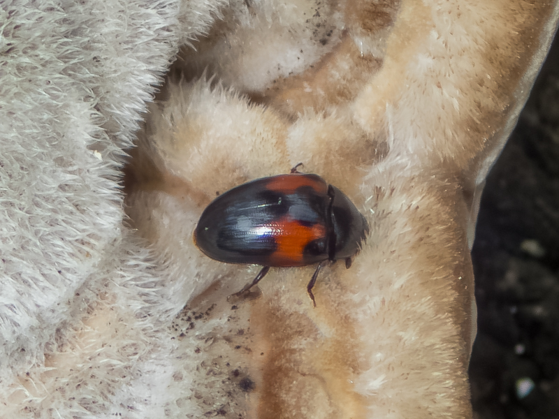 ベニモンチビオオキノコ / Tritoma sobrina (Lewis, 1887)