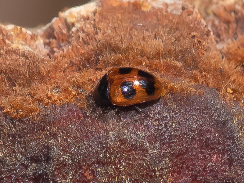 ミツボシチビオオキノコ / Tritoma maculifrons (Lewis, 1887)