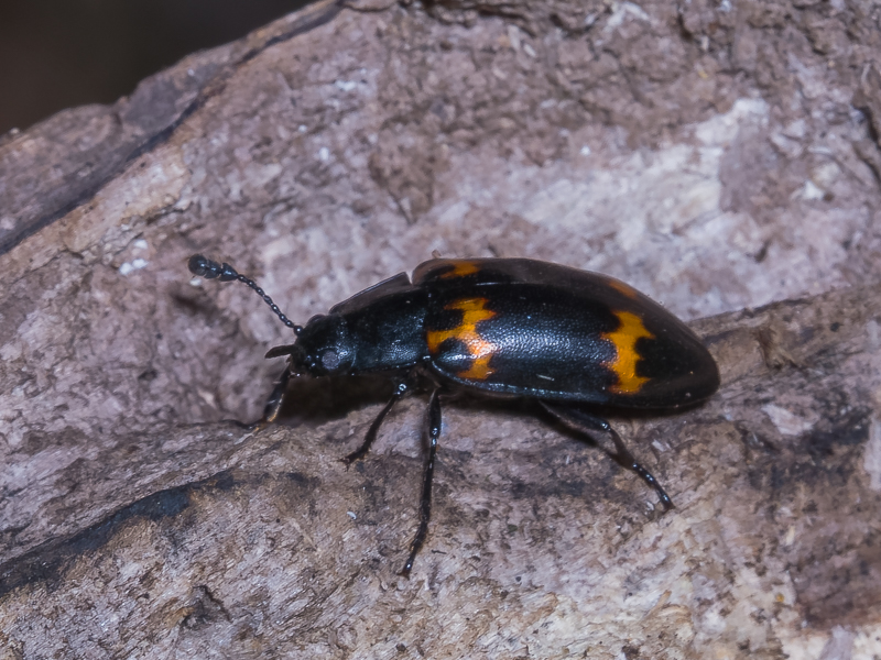 ヒメオビオオキノコ / Episcapha fortunei fortunei Crotch, 1873