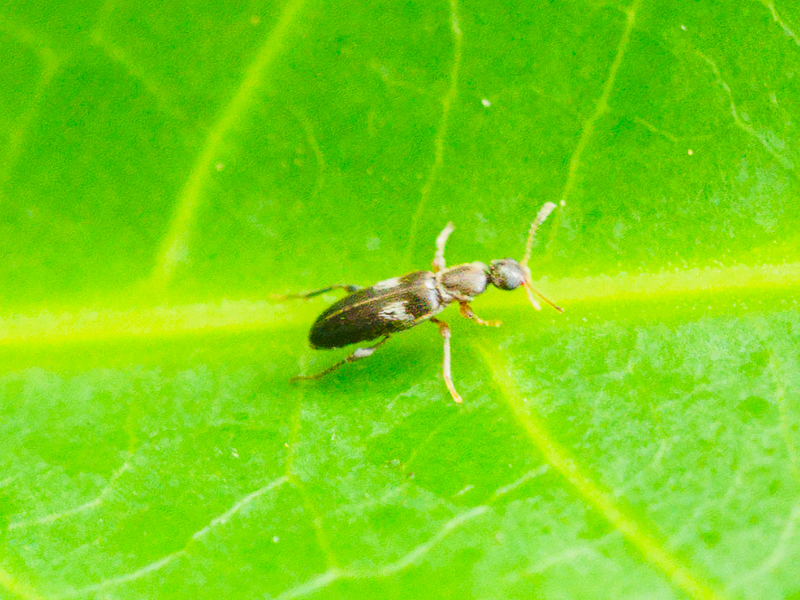 アカモンホソアリモドキ / Sapintus marseuli (Pic, 1893)