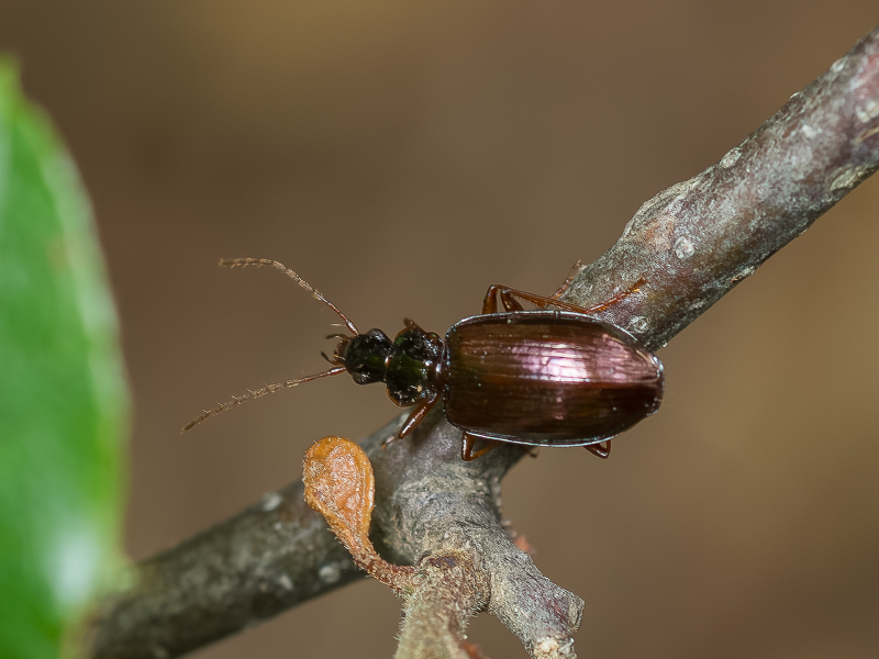 イクビホソアトキリゴミムシ / Dromius (Dromius) quadraticollis Morawitz, 1862