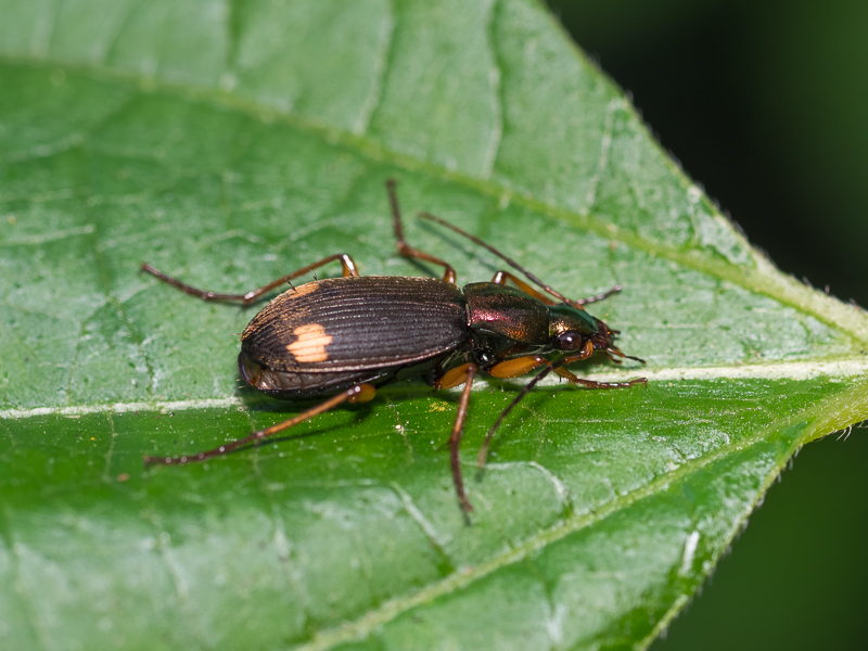 キボシアオゴミムシ / Chlaenius (Lissauchenius) posticalis Motschulsky, 1854