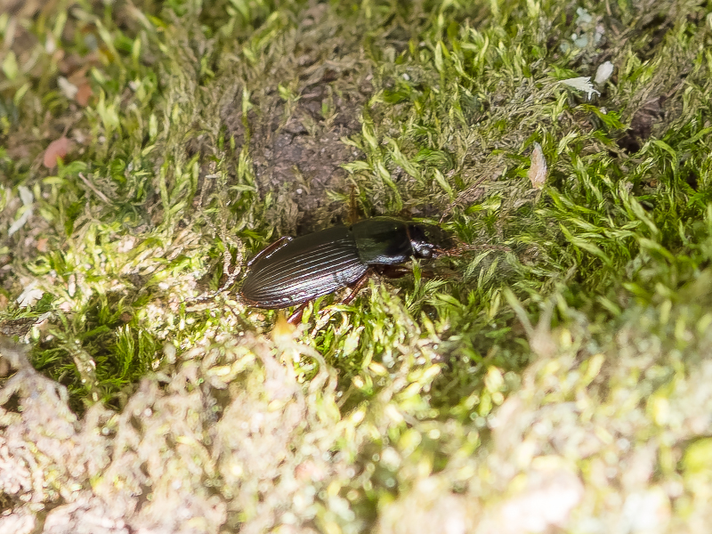 ウスアカクロゴモクムシ / Harpalus (Pseudoophonus) sinicus Hope, 1845
