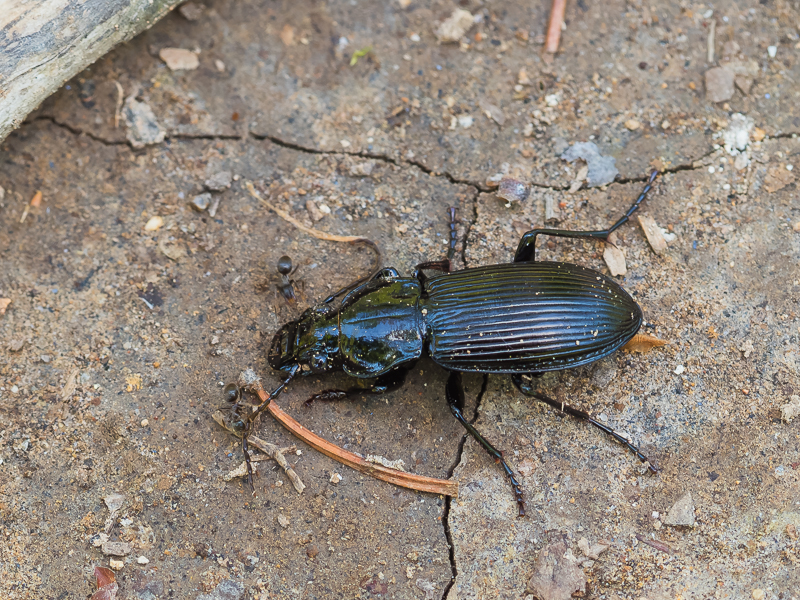 オオキンナガゴミムシ / Poecilus (Poecilus) samurai (Lutshnik, 1916)