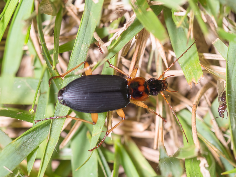 セアカヒラタゴミムシ / Dolichus halensis (Schaller, 1783)