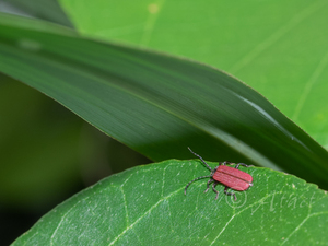 イシガキカクムネベニボタル / Ponyalis ishigakiana (Nakane, 1961)