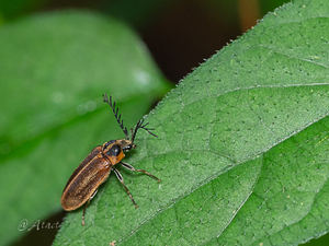 ヒゲナガハナノミ / Paralichas pectinatus