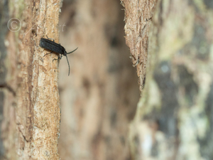 クロハナボタル　基亜種 / Plateros coracinus coracinus (Kiesenwetter, 1874)