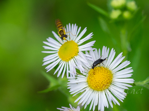 クロハナノミ基亜種 / Mordella brachyura brachyura Mulsant, 1856