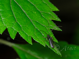 クロホソジョウカイ / Lycocerus aegrotus (Kiesenwetter, 1874)