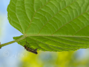 ヤトセスジジョウカイ / Lycocerus yato (Takahashi, 1992)