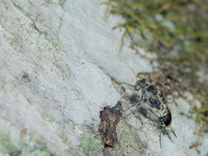 ネジロモンハナノミ / Paratomoxia scutellata (Kôno, 1928)