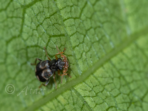 ヒルギカタジョウカイモドキ / Dicranolaius mangalicola Asano & Kawashima, 2010