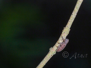 オオクビカクシゴミムシダマシ / Stenochinus carinatus (Gebien, 1914)