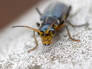 ツマキアオジョウカイモドキ / Malachius prolongatus Motschulsky, 1866