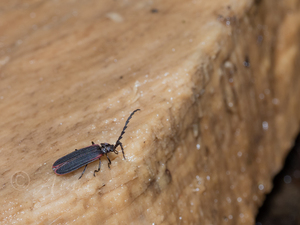 カタアカベニボタル / Conderis rufohumeralis Nakane, 1958
