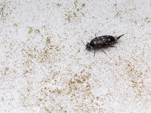 シラホシハナノミ / Hoshihananomia perlata (Sulzer, 1776)