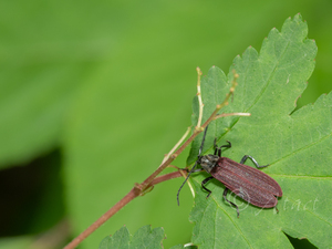 フトベニボタル　基亜種 / Lycostomus semiellipticus semiellipticus Reitter, 1910