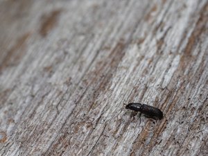 ツヤナガヒラタホソカタムシ / Pycnomerus vilis Sharp, 1885