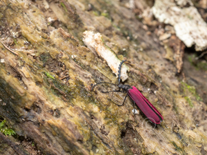 カクムネベニボタル / Ponyalis quadricollis (Kiesenwetter, 1874)