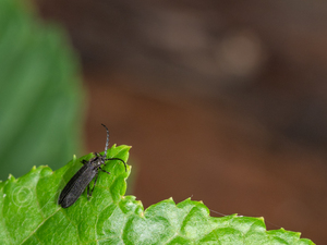 ヒメクロハナボタル / Plateros japonicus Nakane, 1969