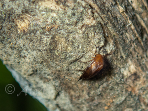 チャイロヒメハナノミ / Falsomordellina rosseola (Marseul, 1876)