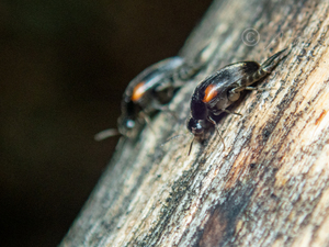 アカカタハナノミ / Mordeuaria aurata (KONo)Morde11a aurata KONo, l 928