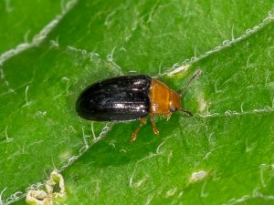 クロバチビオオキノコ / Pseudamblyopus similis (Lewis, 1887)