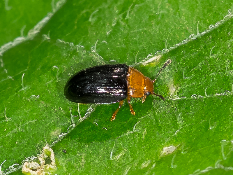 クロバチビオオキノコ / Pseudamblyopus similis (Lewis, 1887)