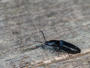 ルリツヤハダコメツキ / Miwacrepidius subcyaneus (Motschulsky, 1866)