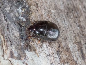 セグロチビオオキノコ / Pseudotritoma laetabilis (Lewis, 1887)