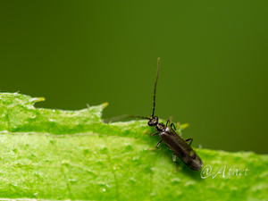 ムネミゾクロチビジョウカイ / Malthodes sulcicollis Kiesenwetter, 1879