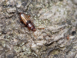 オオキバチビヒラタムシ / Nipponophloeus dorcoides (Reitter, 1874)