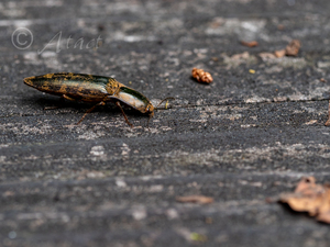 ヨコヅナシモフリコメツキ / Actenicerus giganteus Kishii, 1975