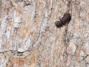 サシゲホソカタムシ / Neotrichus hispidus Sharp, 1885
