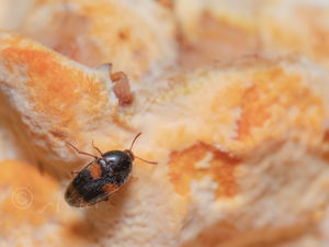 ヨツボシヒメナガクチキ / Holostrophus lewisi Csiki, 1924