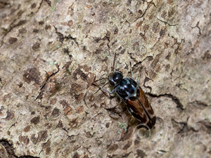 ピックオビハナノミ / Glipa pici Ermisch, 1940