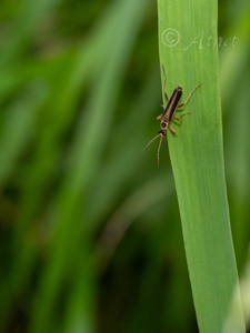 クロヒメクビボソジョウカイ　基亜種 / Asiopodabrus malthinoides malthinoides (Kiesenwetter, 1874)